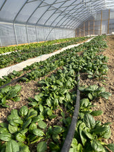 Load image into Gallery viewer, Winter Veg CSA