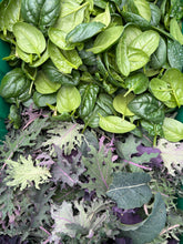 Load image into Gallery viewer, Winter Veg CSA