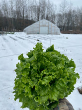 Load image into Gallery viewer, Winter Veg CSA