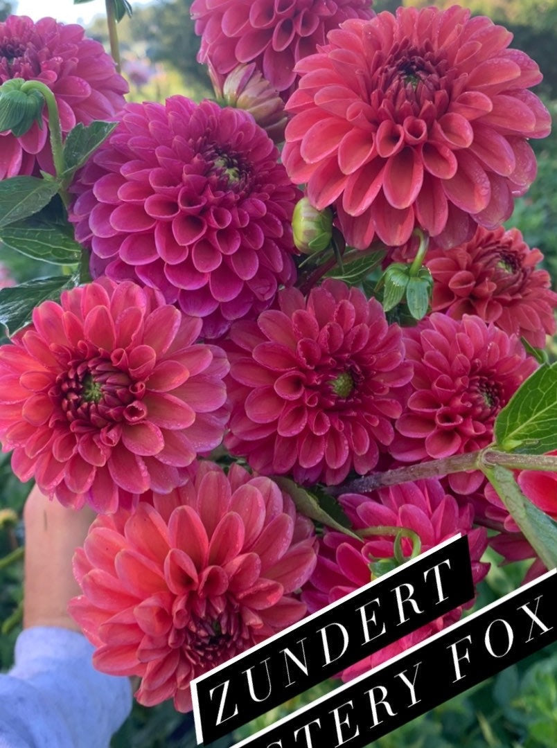 Zundert Mystery Fox – Pond Hill Farm LLC