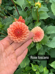 Rose Toscano