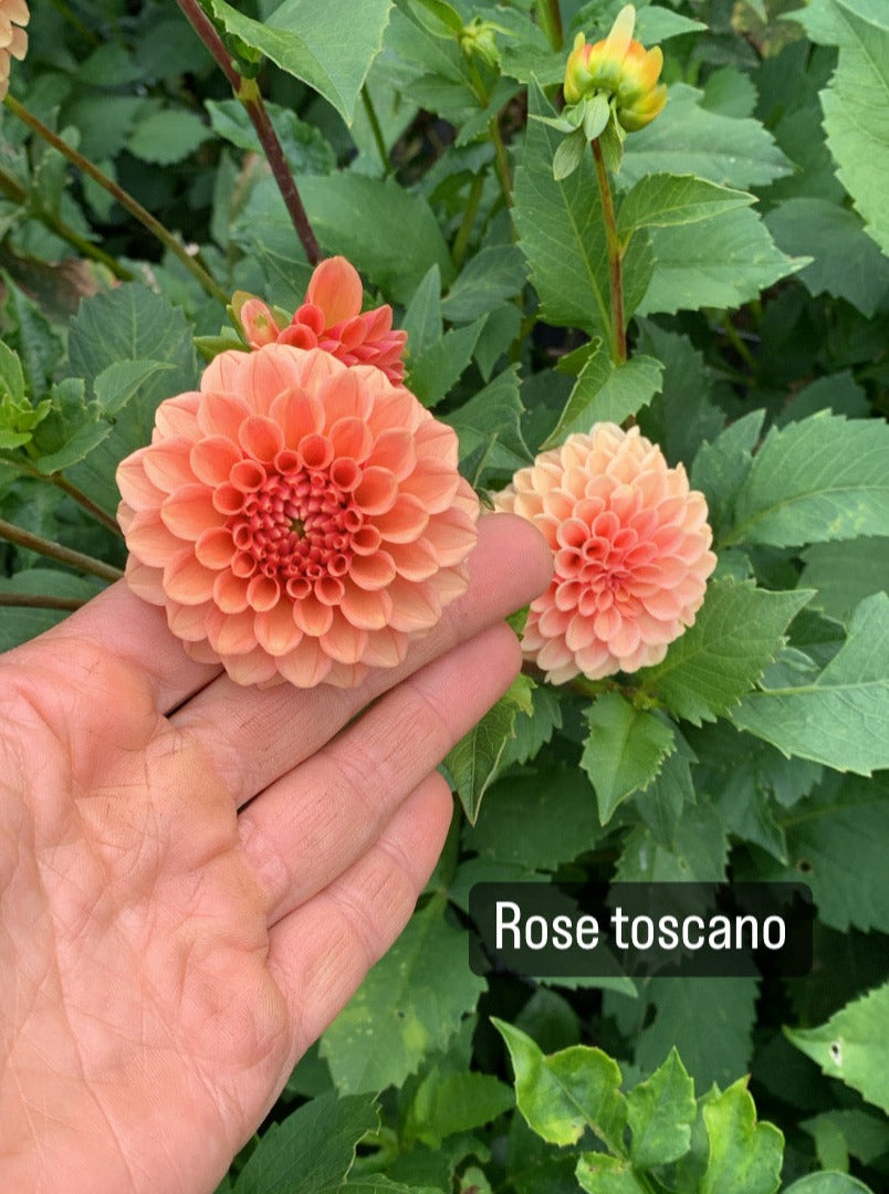 Rose Toscano