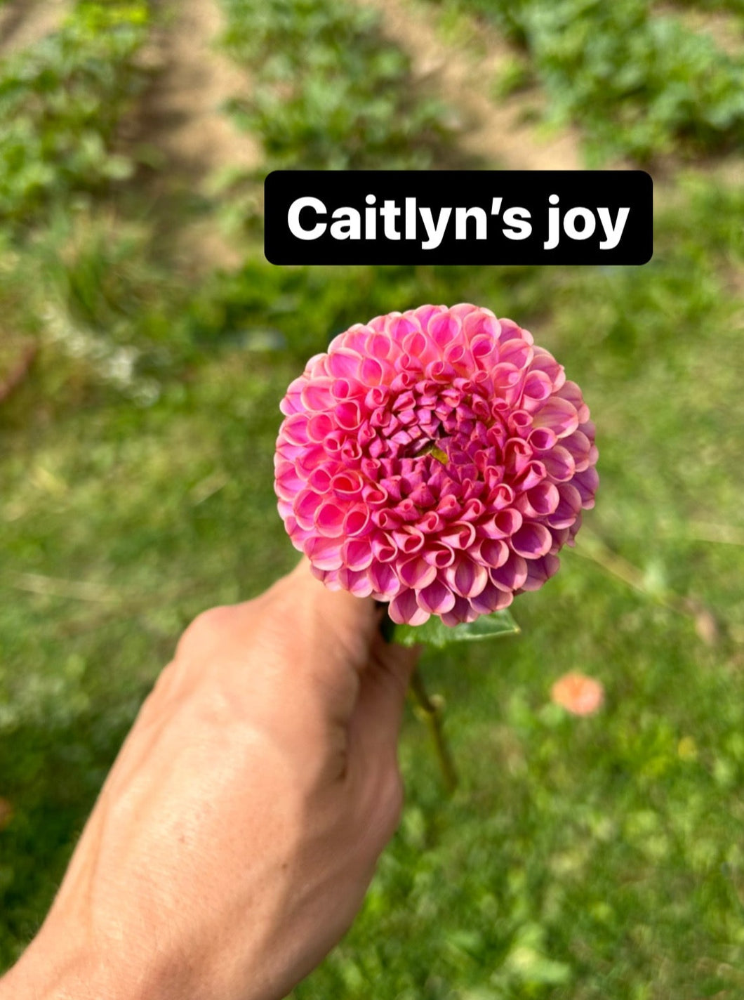 Caitlyn’s Joy