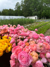 Load image into Gallery viewer, Spring Ranunculus Bouquet CSA
