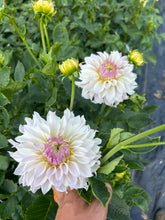 Load image into Gallery viewer, Bloomquist Compare
