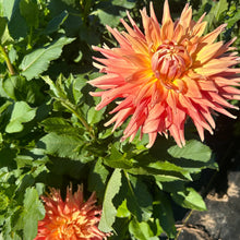 Load image into Gallery viewer, AC Ben
