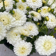 Load image into Gallery viewer, Blizzard
