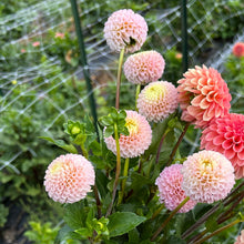 Load image into Gallery viewer, Irish D Porter
