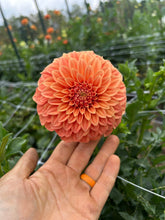 Load image into Gallery viewer, Bracken Palomino
