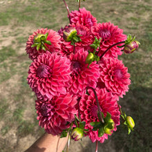 Load image into Gallery viewer, Mystique
