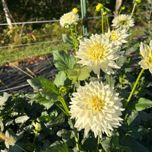 Load image into Gallery viewer, Tapioca
