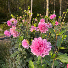 Load image into Gallery viewer, Lavender Perfection
