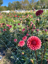 Load image into Gallery viewer, Mystique
