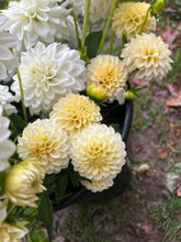 Load image into Gallery viewer, Creamy
