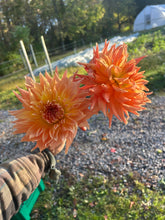 Load image into Gallery viewer, AC Ben
