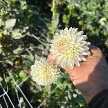 Load image into Gallery viewer, Robann Pristine
