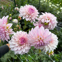 Load image into Gallery viewer, Bloomquist Compare
