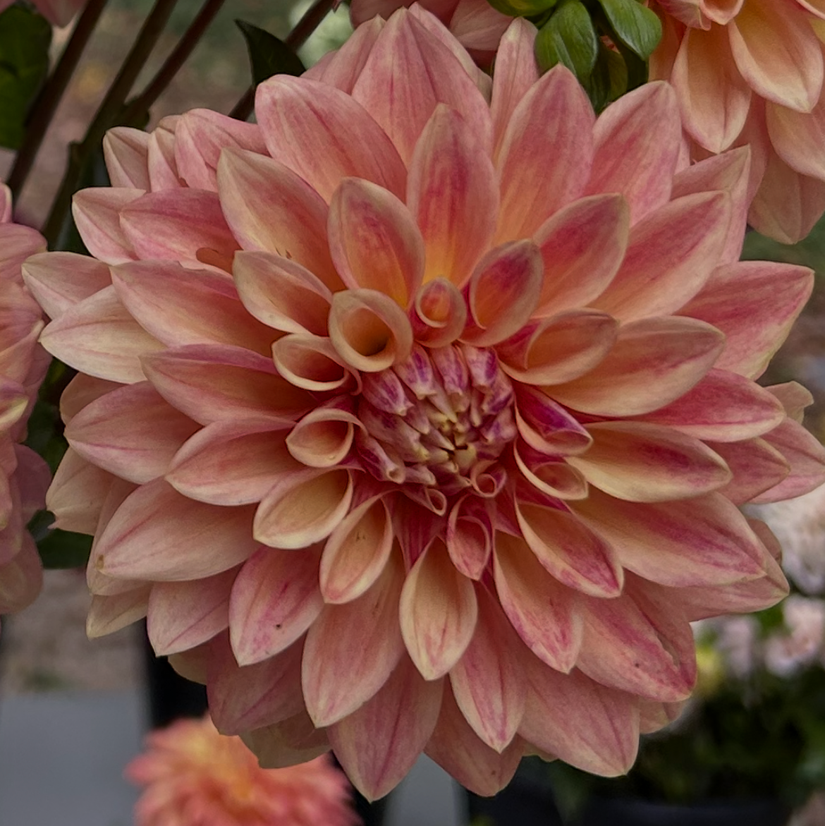 Bloomquist Alan – Pond Hill Farm LLC