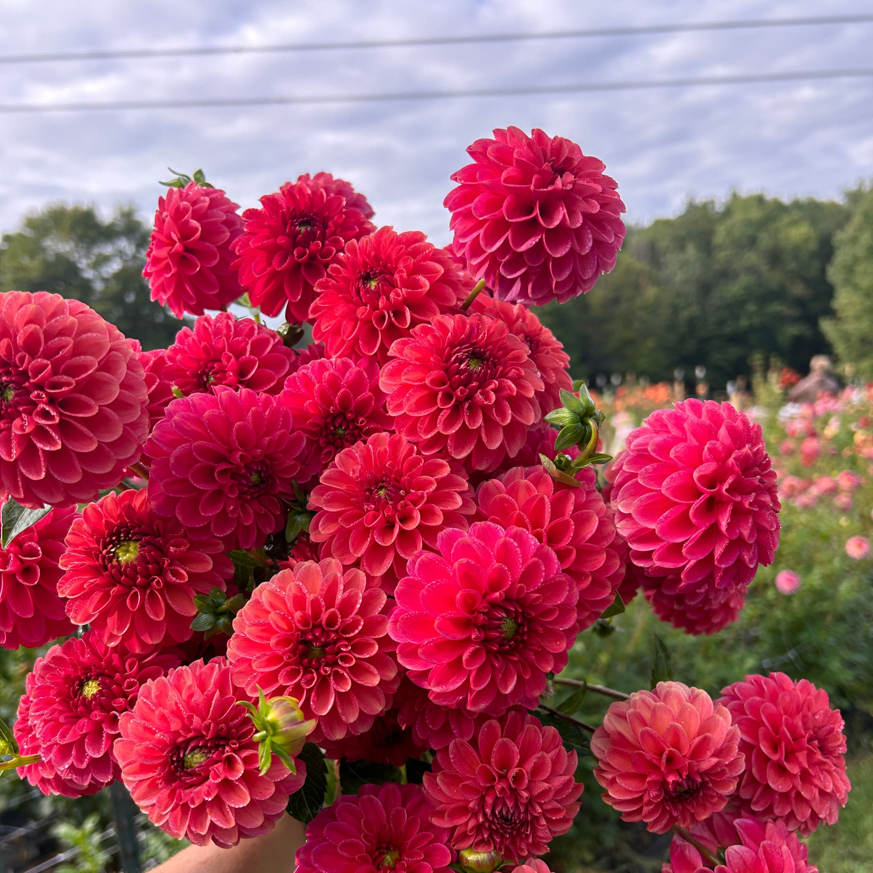Zundert Mystery Fox – Pond Hill Farm LLC