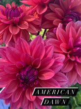 Load image into Gallery viewer, American Dawn
